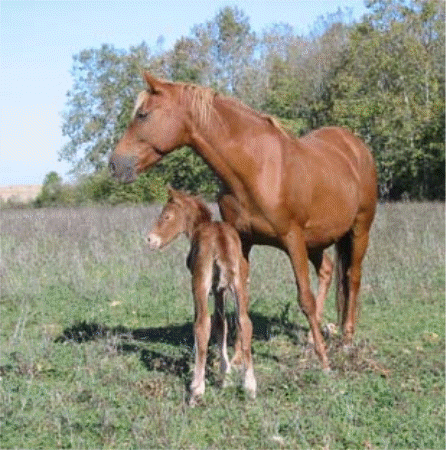 Piouna, d'octobre 2003 &agrave; nos jours !