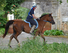 Abhsik hongre arabe ( Persicko**** x Abhishah*** / Fawzan****) 5 ans qualifi&eacute; SHF 40km