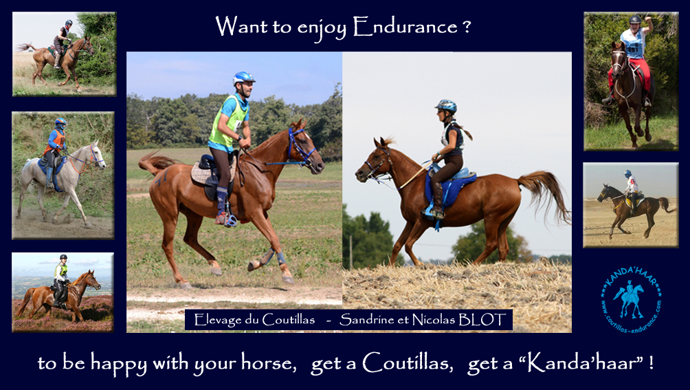 Chevaux d'endurance � vendre 