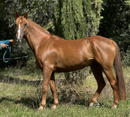 Elhakd'haar 4�me CEI** 120km St aulayre 2025 � 19,9km/h et MEILLEURE RECUPERATION