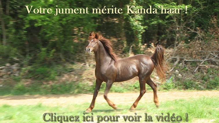 Cliquez ici pour voir la vidéo de Kanda'haar étalon arabe à l'elevage de chevaux d'endurance du coutillas !