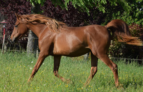 Gazal Coutillas ( Kanda'haar x Rh�a de la Nie / Melfik d'Alauze) Lign�e maternelle Kercha **** 