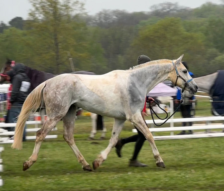 Ghalik Coutillas EXCELLENTE RECUPERATION