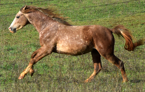 Ghalik coutillas ( Aria d'Alauze x Halika / El Djayid) lsa m�re est la soeur ut�rine de Abhsik coutillas GAGNANT CEI** Duba� 2019 � 27km/h, Razya Coutillas Gagnante CEN*** Monpazier, 3�me CEI** Castelsagrat, Diona m�re de Keeshan d'aiillas Double Gagnante CEI** et M�daille d'argent Championnat du monde YR 2019