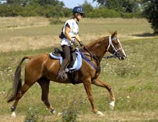 Ouria bint Sousse** (Sousse*** et Halika** / El Djayid) Jument class&eacute;e sur CEI** , Cliquez ici !