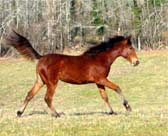 Poppy du coutillas ( Kanda'haar*** et Ibiska / Irmak**) Vendue - Cliquez ici 