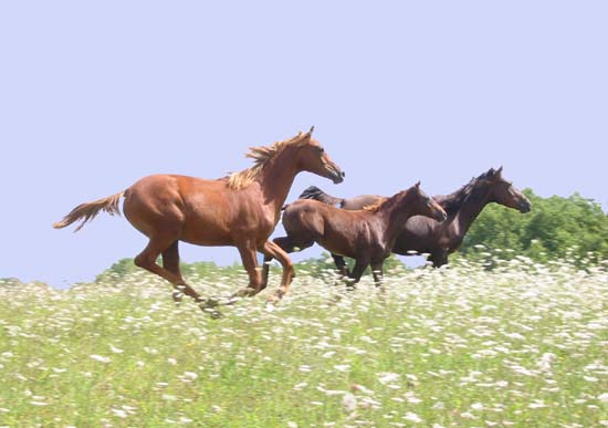 en 2002 Naya**, Oubsou* et Kalima*** respectivement en 2009 : 13ème championnat de France 130km, Elite CEI* qualificatif Mondial des 7 ans, 4ème CEI** 130km Tarbes et 6ème CEI*** 160km Florac !