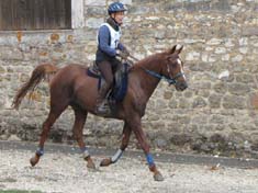 Razya du coutillas (Persicko** et Abhishah***/Fawzan****) Jument Arabe de 5 ans class&eacute;e sur 40km SHF, cliquez ici !