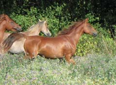 Tahoura Coutillas Pouliche arabe (Kanda'haar*** et Midh Faraj par Ghommidh) propos&eacute;e &agrave; la vente, cliquez ici ! 