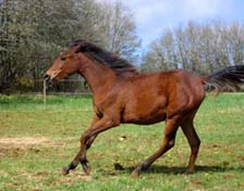 Tamaya Coutillas pouliche Arabe vendue &agrave; 1 an ( Zadig el Maklouf** et Souana d'aroco par Fawzan****)