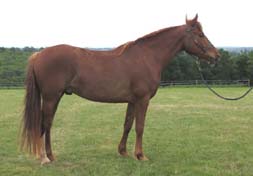 Tamtam du coutillas , DSA 75% (Kanda'haar****x Brise d'AvrilII** / Kesberoy***) Qualifi&eacute; SHF 4ans.