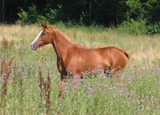 Thichka ( Darif et Badayat par Horr*** et Jelala II**** ) Cliquez ici !